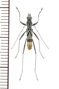 アリ擬態のトラカミキリの一種　Clytini species　♂　 ベトナム南部