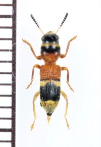 アリバチ擬態のカッコウムシの一種 　Tillicera sp.　ベトナム南部