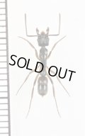 フトハリアリの一種　Pachycondyla unidentata　♀　コスタリカ