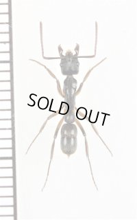 フトハリアリの一種　Pachycondyla unidentata　♀　コスタリカ