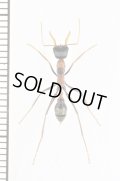 キバハリアリの一種　Myrmecia nigrocincta　♀　オーストラリア