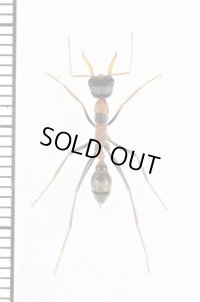 キバハリアリの一種　Myrmecia nigrocincta　♀　オーストラリア