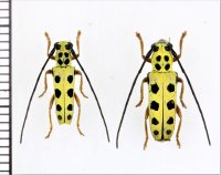アマミモンキカミキリ　ペア　奄美大島