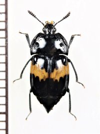 シラオビシデムシモドキ　岩手県