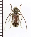 シバタアラゲサビカミキリ　♀　徳之島
