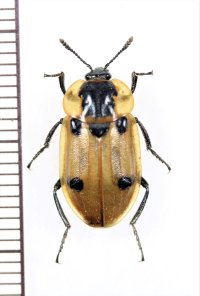 ヨツボシヒラタシデムシ　♀　岩手県