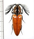 コメツキムシの一種　Elateridae species　♂　ベトナム北東部