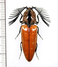 コメツキムシの一種　Elateridae species　♂　ベトナム北東部