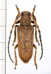 カミキリムシの一種 　Apriona swainsoni basicornis　♂　 ベトナム北東部