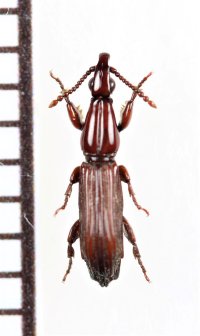ミツギリゾウムシの一種　Brentidae species　ミャンマー