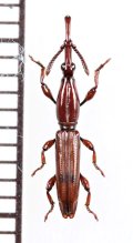ミツギリゾウムシの一種　Brentidae species　ミャンマー