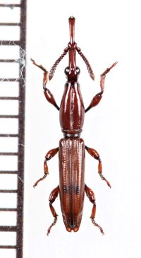 ミツギリゾウムシの一種　Brentidae species　ミャンマー
