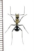 トゲアリの一種 　Polyrhachis sp.　♀　 インドネシア（モルッカ諸島・ウォカム島）