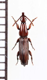 ミツギリゾウムシの一種　Brentidae species　ミャンマー