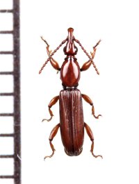 ミツギリゾウムシの一種　Brentidae species　ミャンマー
