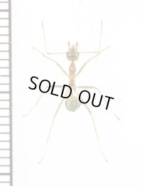アリの一種 　Formicidae species　♀　 インドネシア（モルッカ諸島・ウォカム島）
