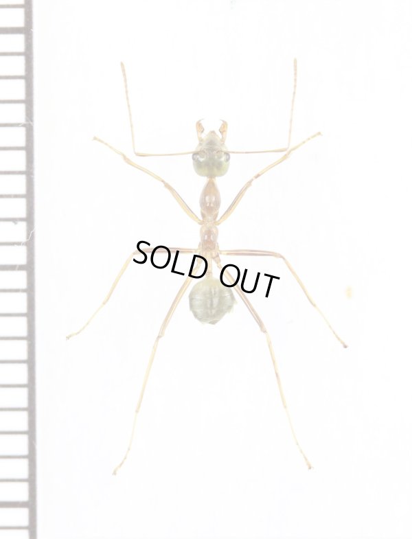 画像1: アリの一種 　Formicidae species　♀　 インドネシア（モルッカ諸島・ウォカム島）