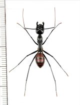 オオアリの一種 　Camponotus gigas　♀（働きアリ）　 インドネシア（スマトラ島）