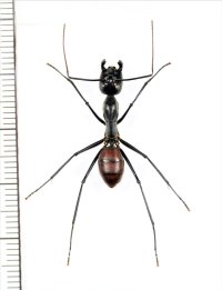 オオアリの一種 　Camponotus gigas　♀（働きアリ）　 インドネシア（スマトラ島）