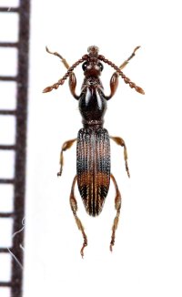 ミツギリゾウムシの一種　Brentidae species　ミャンマー
