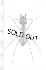 オオアリの一種 　Camponotus gigas　♀（兵隊アリ）　 インドネシア（スマトラ島）