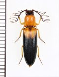 ベニボタル擬態のコメツキムシの一種　Elateridae species　ペルー