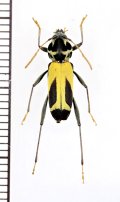 カミキリムシの一種　Mecometopus batesii　♂　ペルー