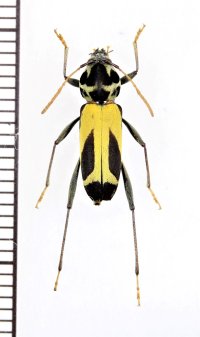 カミキリムシの一種　Mecometopus batesii　♂　ペルー