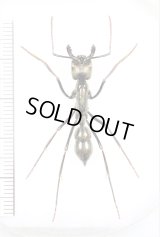 アリの一種　Dinoponera gigantea　♀   ペルー