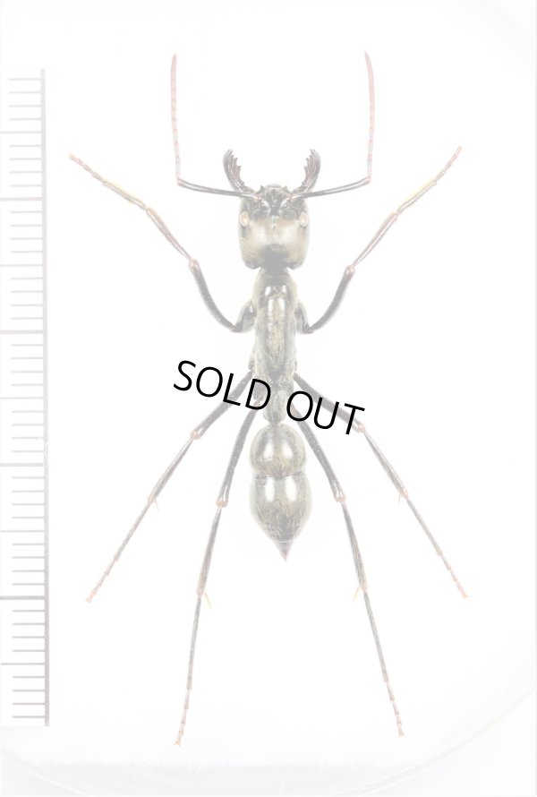 画像1: アリの一種　Dinoponera gigantea　♀   ペルー