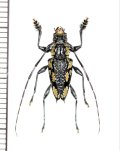 カミキリムシの一種　Aegomorphus laetificus　♂　ペルー