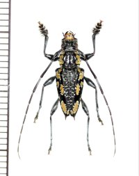 カミキリムシの一種　Aegomorphus laetificus　♂　ペルー