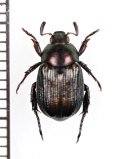 セマダラコガネ　♂　喜界島