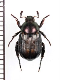 セマダラコガネ　♂　喜界島