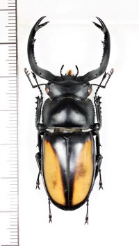 ボイレアウシカクワガタ　♂56.2mm　ベトナム北東部