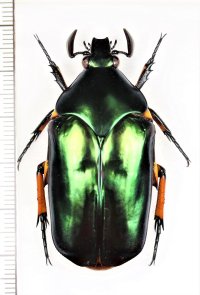 オオヒラタカナブン　Agestrata orichalca　♂50mm　ベトナム北東部