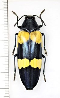 フタキオビルリタマムシ　♀　タイ