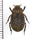 コブスジコガネの一種　 Omorgus species　インドネシア（ボルネオ島）
