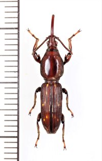 ミツギリゾウムシの一種　 Brentidae species　♀　インドネシア（ボルネオ島）