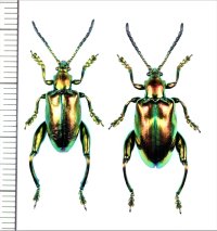 オオモモブトハムシの一種　Sagra sp.　ペア　インドネシア（スンバ島）