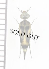 ハナノミの一種　Mordellidae species　ベトナム南部