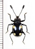 テントウムシダマシの一種　Eumorphus sp.　♂　インドネシア（ボルネオ島）