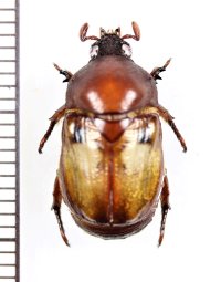 ヨツバコガネの一種　Parastasia sp.　♂　インドネシア（ボルネオ島）