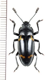 オオキノコムシの一種 　Erotylidae species　 ベトナム北東部