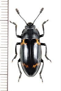 オオキノコムシの一種 　Erotylidae species　 ベトナム北東部