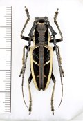 カミキリムシの一種 　Stratioceros princeps　♂　 ベトナム北中部