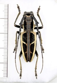 カミキリムシの一種 　Stratioceros princeps　♂　 ベトナム北中部