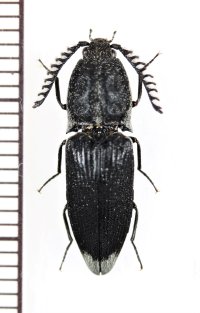 コメツキムシの一種　Elateridae species　♂　ベトナム北東部