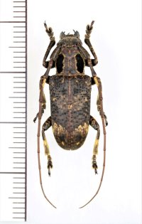 眼状紋を持つカミキリムシの一種　Alidus biplagiatus　♂ 　ベトナム南部