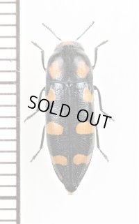 タマムシの一種　Ptosima flavoguttata   スロバキア